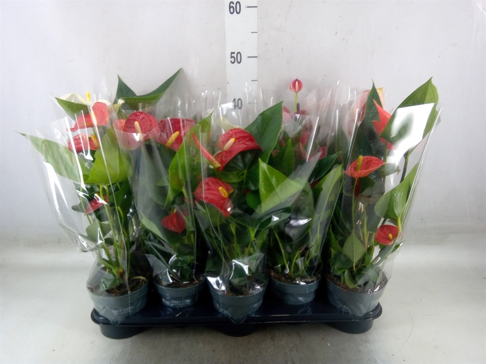 <h4>Anthurium   ...mix</h4>