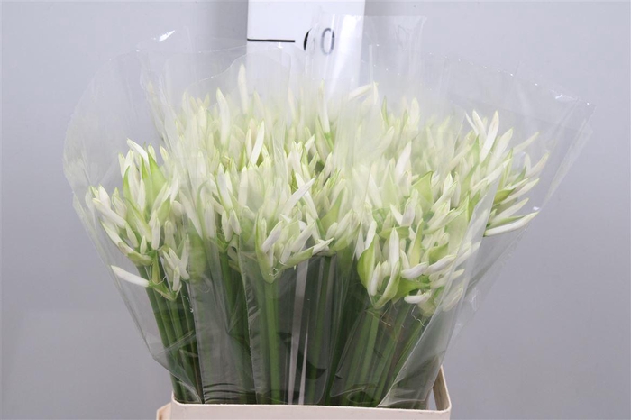 <h4>Ne Bo White Charm</h4>