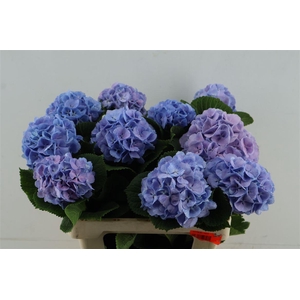 Hydr M Lollypop Blue 60-15