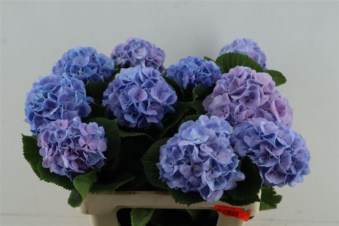 <h4>Hydr M Lollypop Blue 60-15</h4>