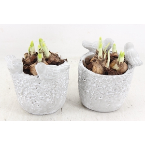 arr4 Narcis JS - Vogelpotje 236/6