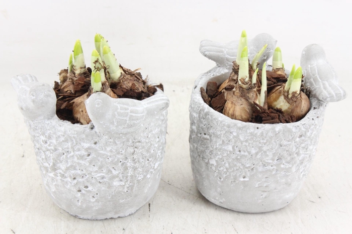 <h4>arr4 Narcis JS - Vogelpotje 236/6</h4>