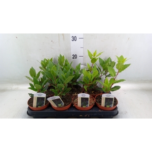 Laurus nobilis