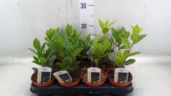 <h4>Laurus nobilis</h4>