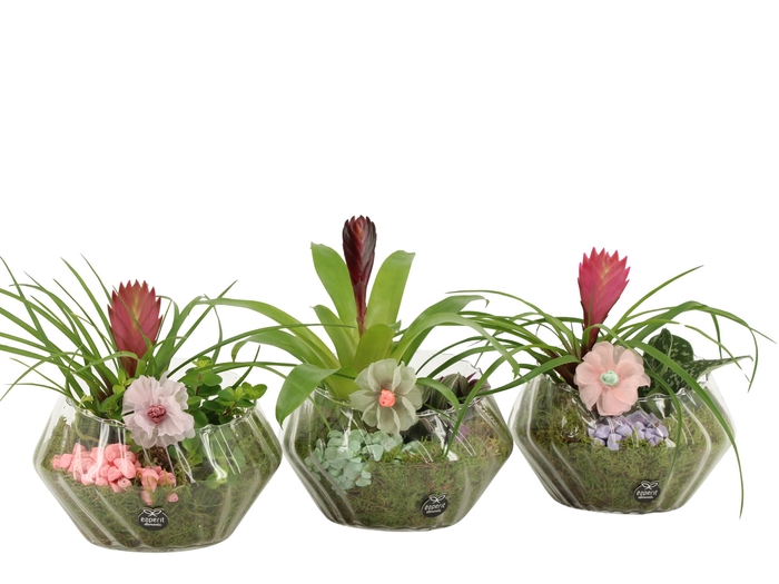 <h4>21914: Contradiction arrangement</h4>