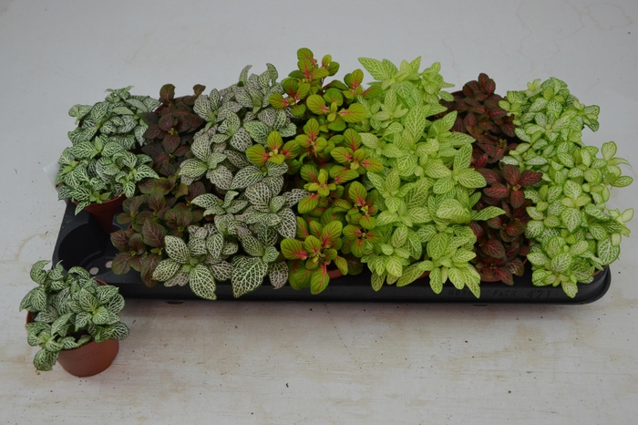 <h4>FITT GEM 7 KL</h4>