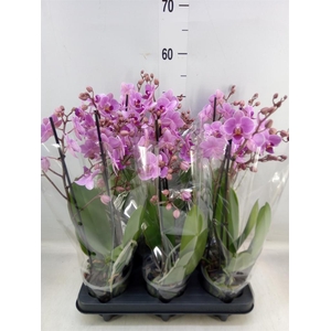 Phalaenopsis multi.   ...rose