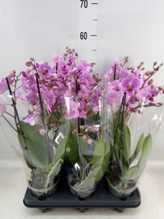 <h4>Phalaenopsis multi.   ...rose</h4>