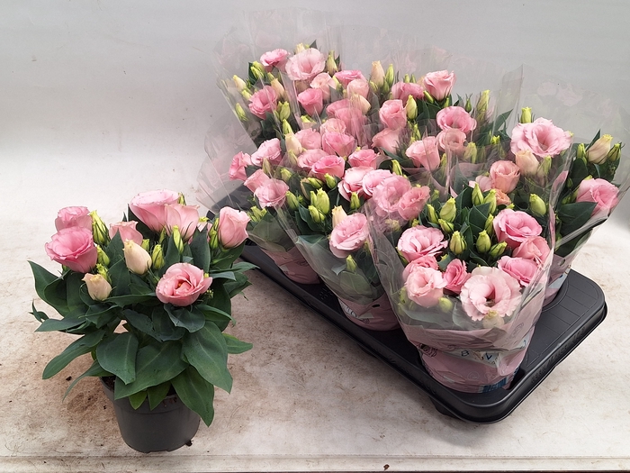 <h4>EUST JULIETTA PINK</h4>
