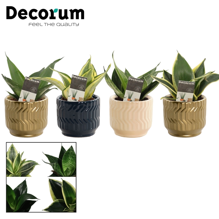 <h4>Sansevieria Hahnii 6 cm mix in Jackie (Neo Architect-collection)</h4>