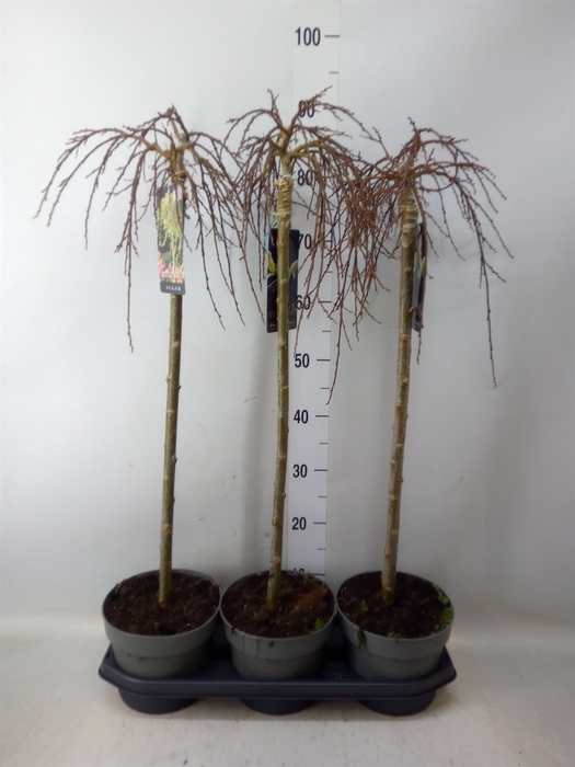 <h4>Salix arbuscula</h4>