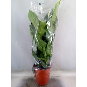 Spathiphyllum  'Sweet Lauretta'