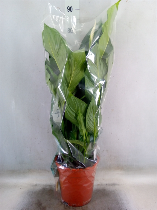 <h4>Spathiphyllum  'Sweet Lauretta'</h4>