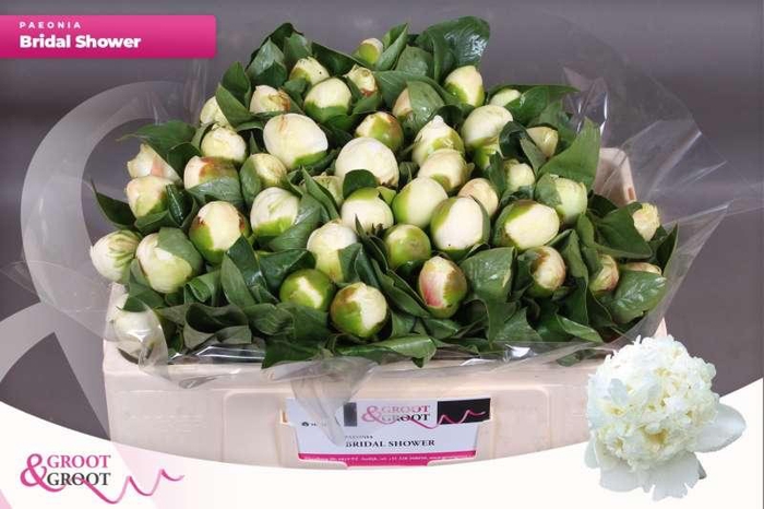 <h4>Paeonia Bridal Shower | Heavy Quality</h4>