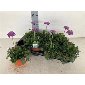 ** Scab Co Butterfly Bl * Spring Deal *