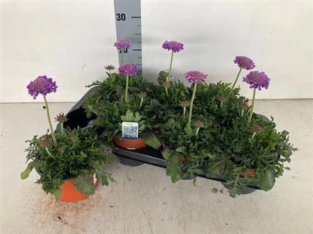 <h4>** Scab Co Butterfly Bl * Spring Deal *</h4>