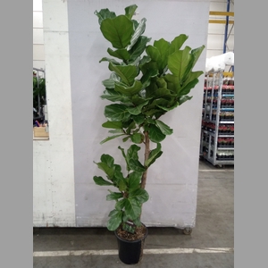 Ficus lyrata