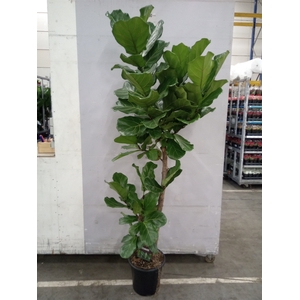 Ficus lyrata