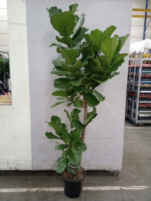 <h4>Ficus lyrata</h4>