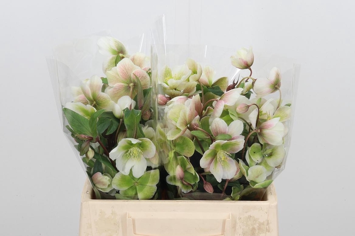 <h4>Helleb Magnif Bells</h4>