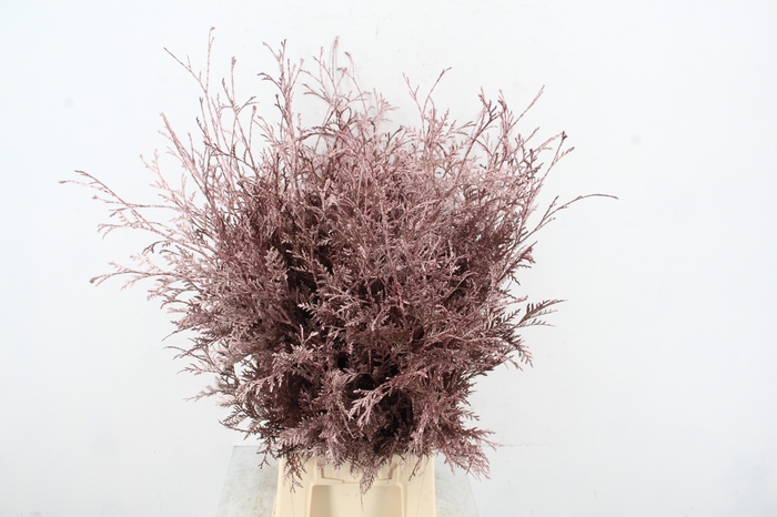 <h4>Coniferen Antique Pink Per Bunch</h4>