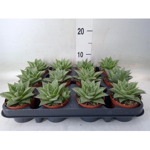Gasteria