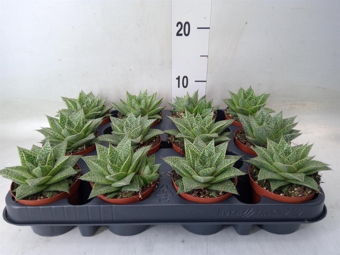 <h4>Gasteria</h4>
