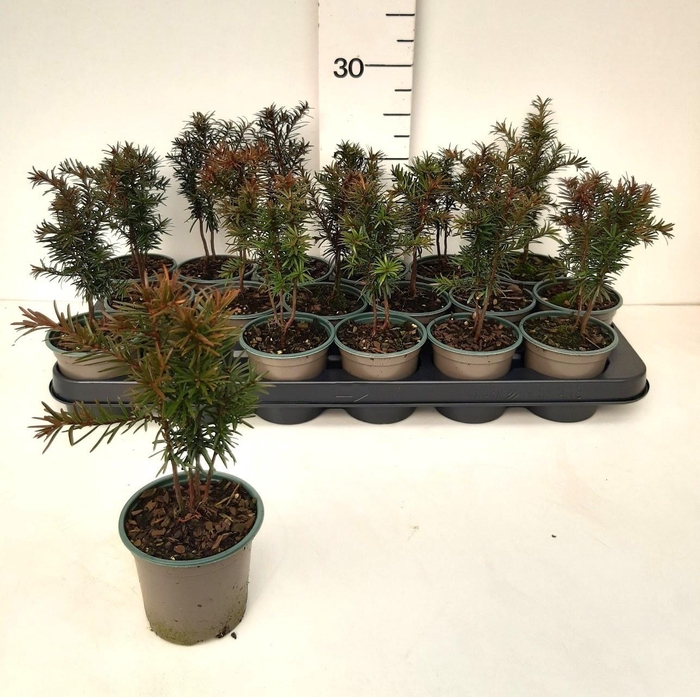 <h4>TAXUS BACCATA</h4>