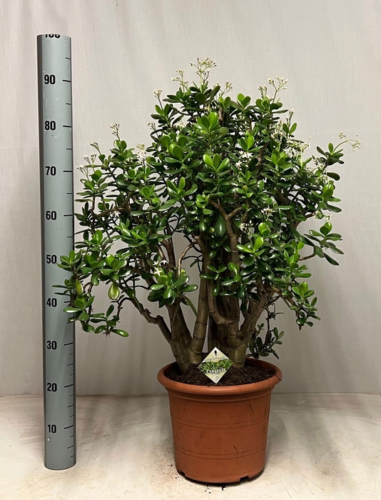 <h4>CRASS OVATA</h4>