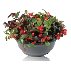 Gaultheria Big Berry in Schaal 23 cm