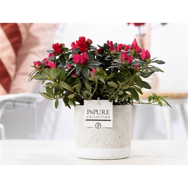 <h4>1st class Azalea red in P&PURE Jade ceramics</h4>