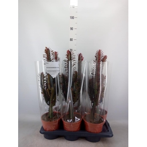 Euphorbia trigona 'Rubra'