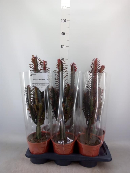 <h4>Euphorbia trigona 'Rubra'</h4>