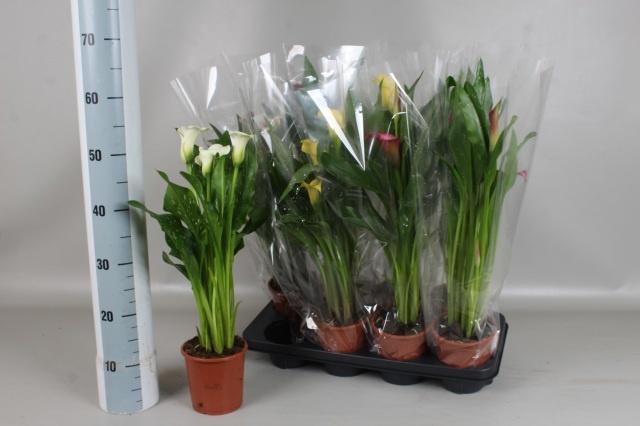 <h4>ZANT GEM 4 KL</h4>