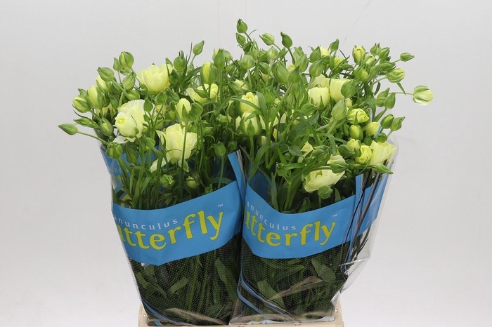 <h4>RANUNCULUS  'BUTTERFLY LITAI'</h4>
