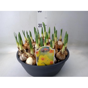Narcissus   ...