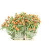 GOMPHRENA ORANGE
