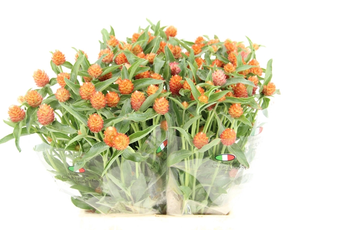 GOMPHRENA ORANGE
