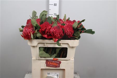 <h4>Protea Waratah</h4>