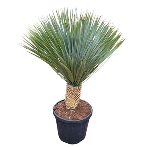 Yucca Rostrata