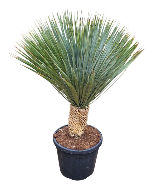 <h4>Yucca Rostrata</h4>