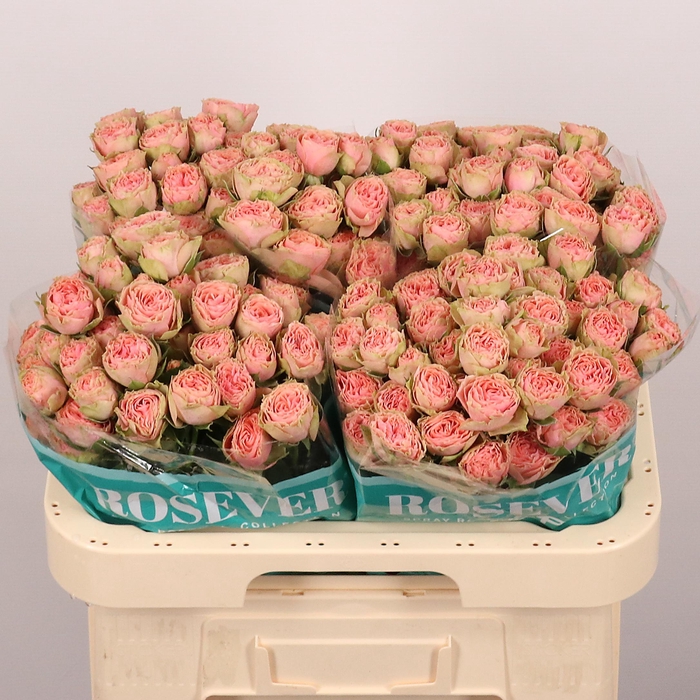 <h4>R TR GRACE ROSEVER</h4>