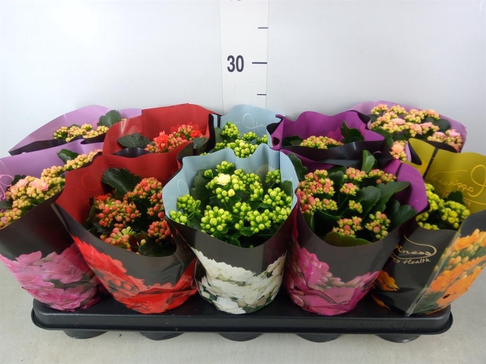 <h4>Kalanchoe blos.   ..rosebud rs fl 5</h4>