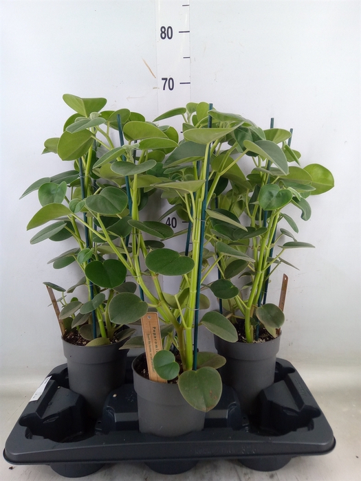 <h4>Peperomia</h4>