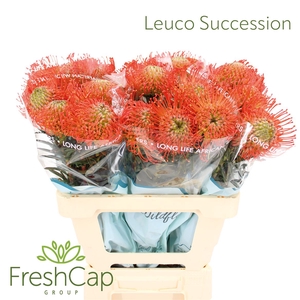 Leuco Succession Box