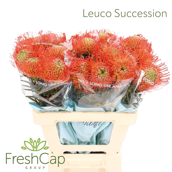 <h4>Leuco Succession</h4>