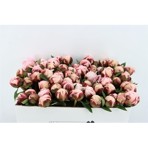 Paeo L Reine Hortense Rose