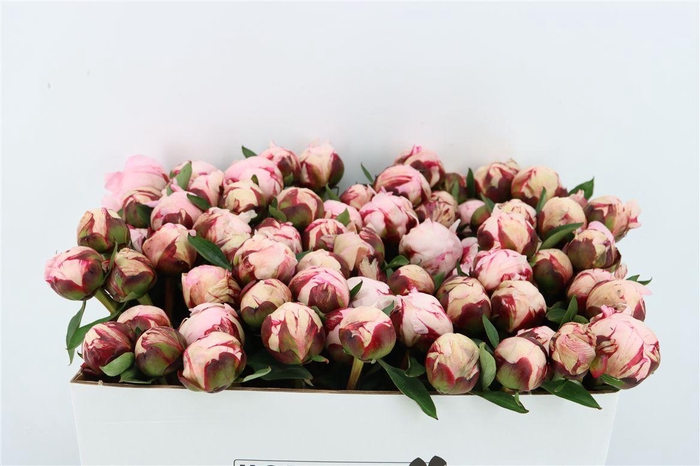 <h4>Paeo L Reine Hortense Rose</h4>