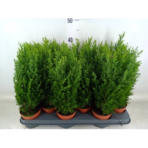 Chamaecyparis laws. 'Ellwoodii'