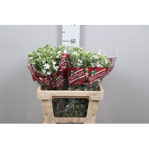 Oxy Co Perf Whi Harm